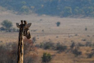 A giraffe looking across the horizon